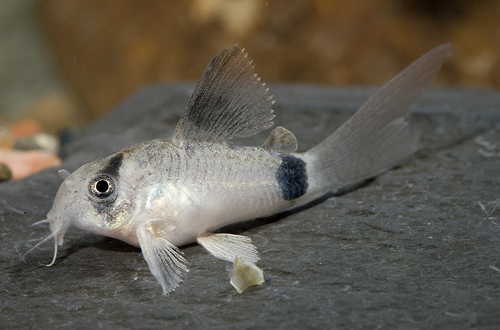 Corydoras - Long Finned Panda